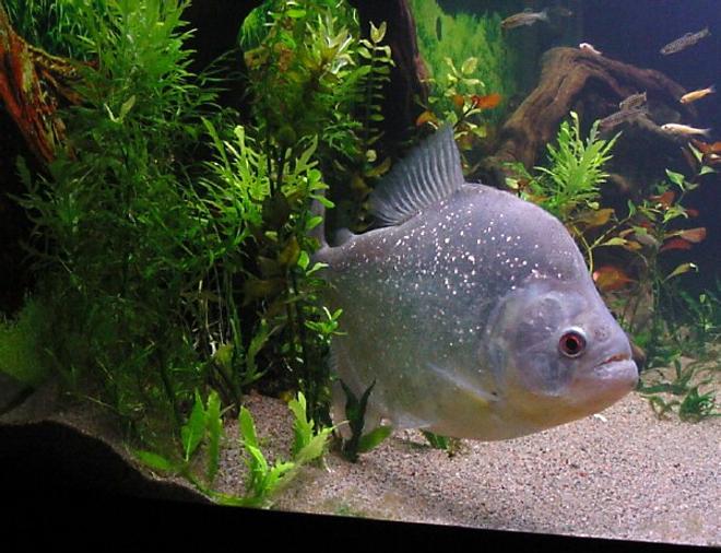 freshwater fish - serrasalmus rhombeus - diamond rhombeus piranha stocking in 75 gallons tank - Piranha Diamond Rhombeus