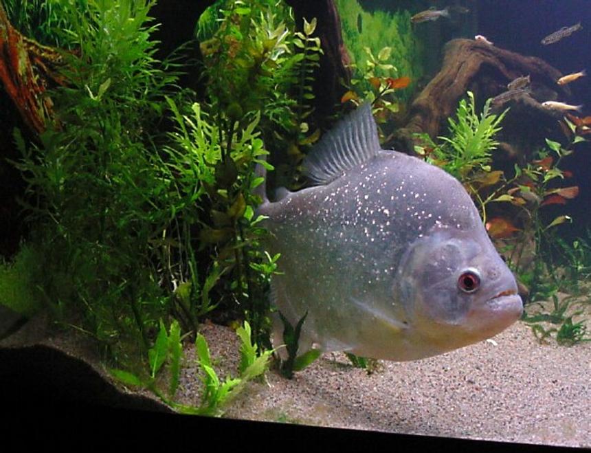 Rated #974: Freshwater Fish - Serrasalmus Rhombeus - Diamond Rhombeus Piranha Stocking In 75 Gallons Tank - Piranha Diamond Rhombeus