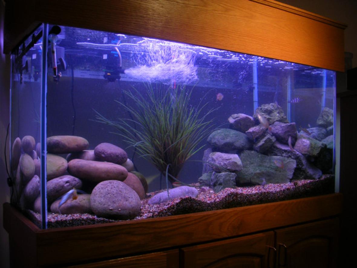 180 gallons freshwater fish tank (mostly fish and non-living decorations) - my 100 gallon tang tank