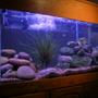 180 gallons freshwater fish tank (mostly fish and non-living decorations) - my 100 gallon tang tank