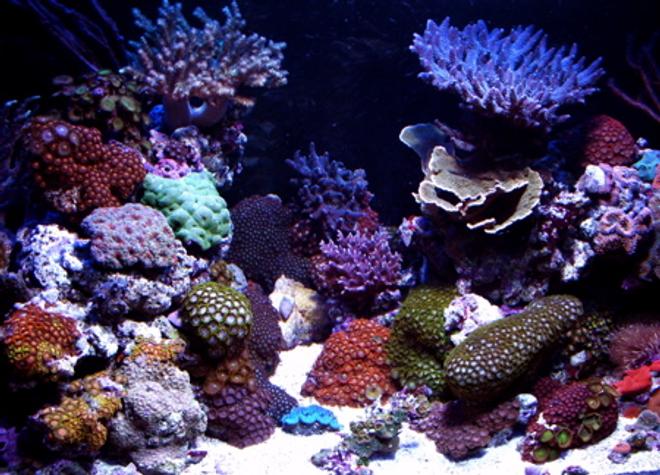 120 gallons reef tank (mostly live coral and fish) - AIDYS REEF!