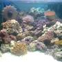12 gallons reef tank (mostly live coral and fish) - 18"x20"x16" nano with live rock, 5 soft coral 1 hard coral, a clean up crew a clown and orchid dottyback, up and running a month so far