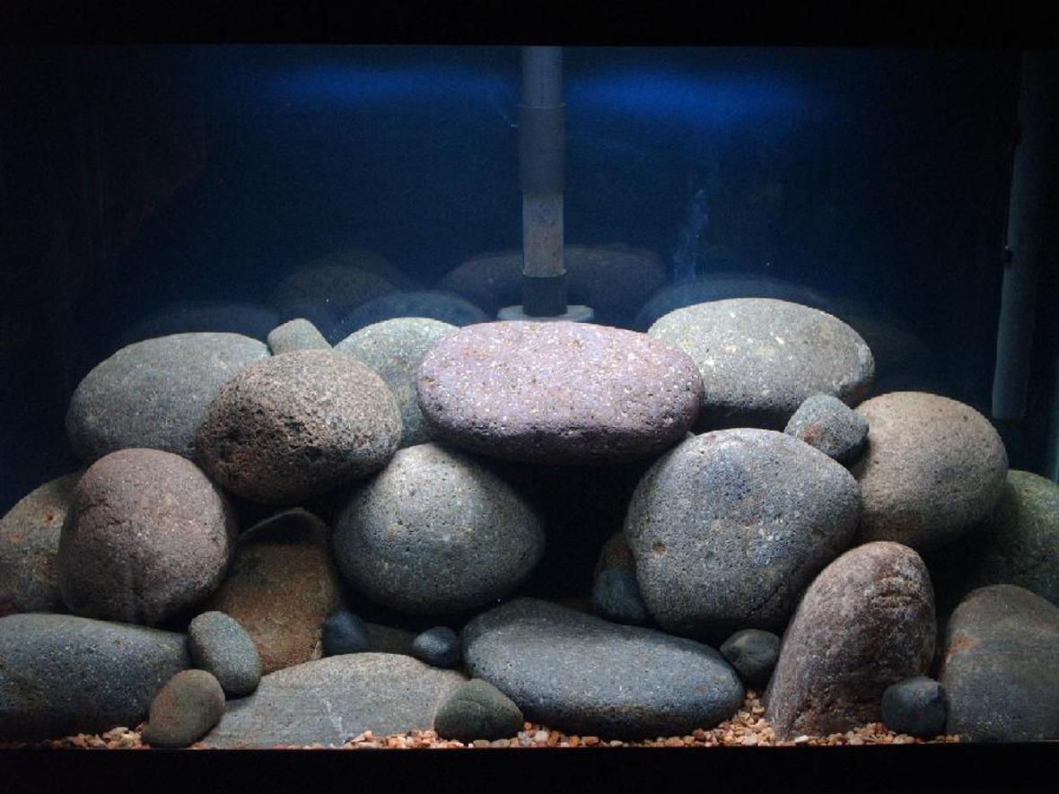 30 gallons freshwater fish tank (mostly fish and non-living decorations) - Pombo Reef