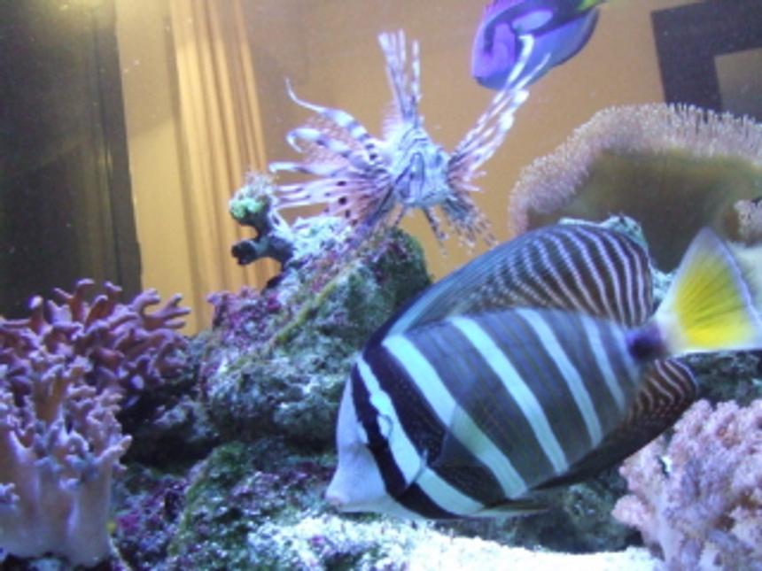 Rated #21: Saltwater Fish - Zebrasoma Desjardini - Sailfin Tang, Desjardini Stocking In 180 Gallons Tank - Sailfin Tang up close and personal!