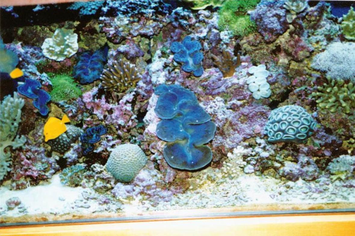 175 gallons reef tank (mostly live coral and fish) - 175 gal bowfront