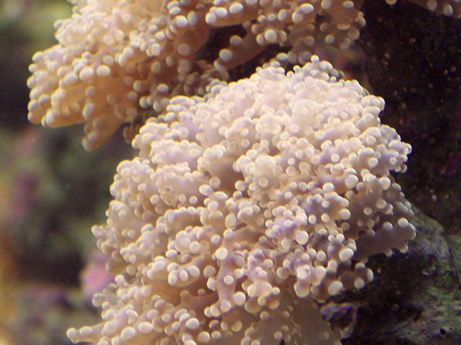 corals inverts - euphyllia paradivisa - frogspawn coral stocking in 120 gallons tank - Frogspawn Coral