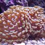 corals inverts - euphyllia paranchora - hammer / anchor coral, branching stocking in 120 gallons tank - Hammer Coral