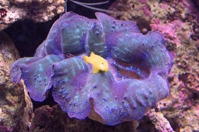 corals inverts - tridacna crocea - crocea clam stocking in 120 gallons tank - Crocea Clam and Yellow clown goby