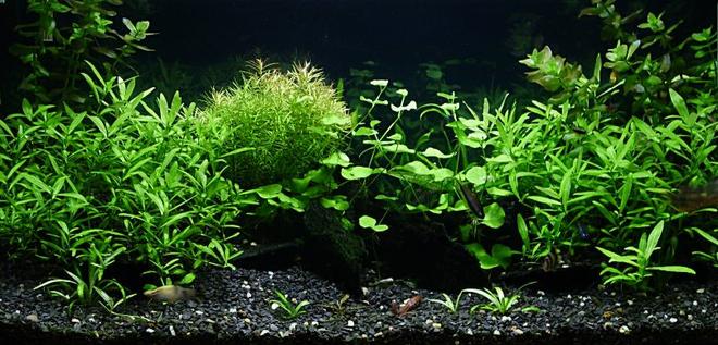 29 gallons planted tank (mostly live plants and fish) - plants grow up