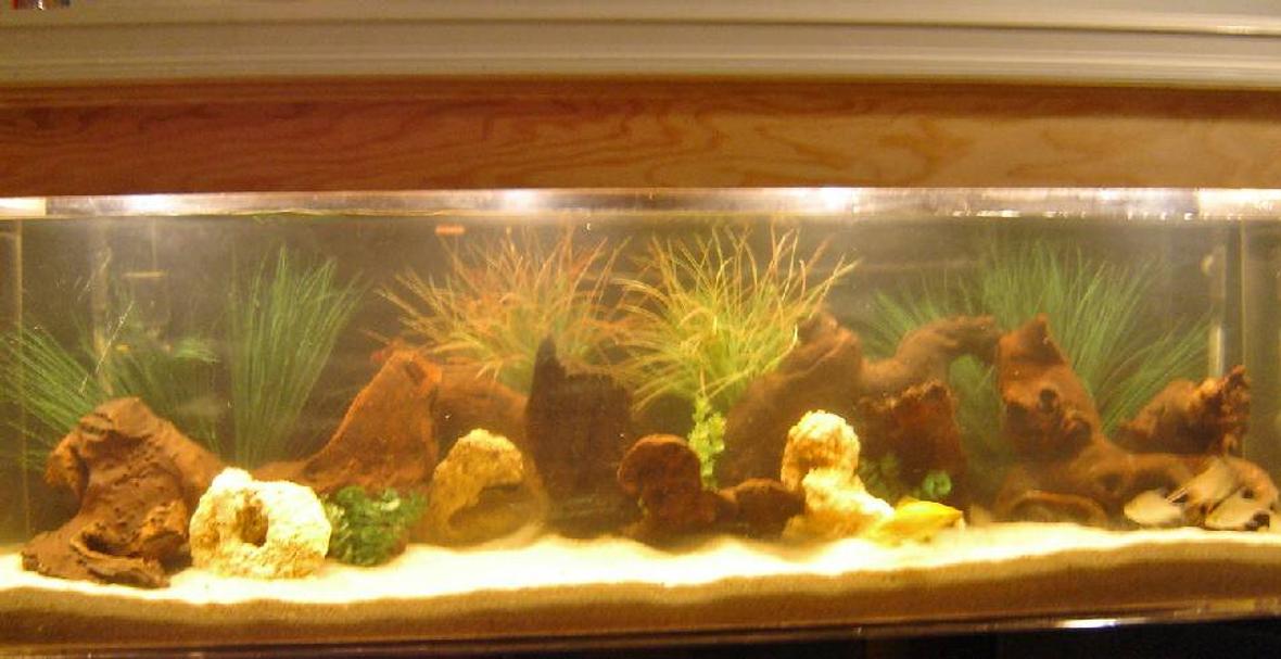 125 gallons freshwater fish tank (mostly fish and non-living decorations) - 125 gallon south american cichlids. 2 oscars, 2 red blood parrots, 2 rainbow cichlids, 1 dempsey, 3 tin foil barbs, 1 plectues cat and my 4 year old sons goldfish. i made the hood to match the decor of the room. i also have a 150 african tank. with about 40 cichlids