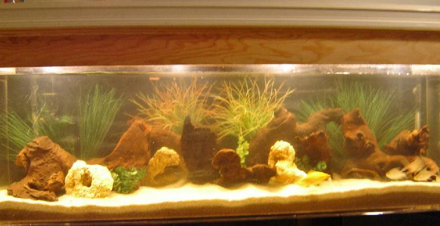 Rated #238: 125 Gallons Freshwater Fish Tank - 125 gallon south american cichlids.  2 oscars, 2 red blood parrots, 2 rainbow cichlids, 1 dempsey, 3 tin foil barbs, 1 plectues cat and my 4 year old sons goldfish.  i made the hood to match the decor of the room.  i also have a 150 african tank.  with about 40 cichlids