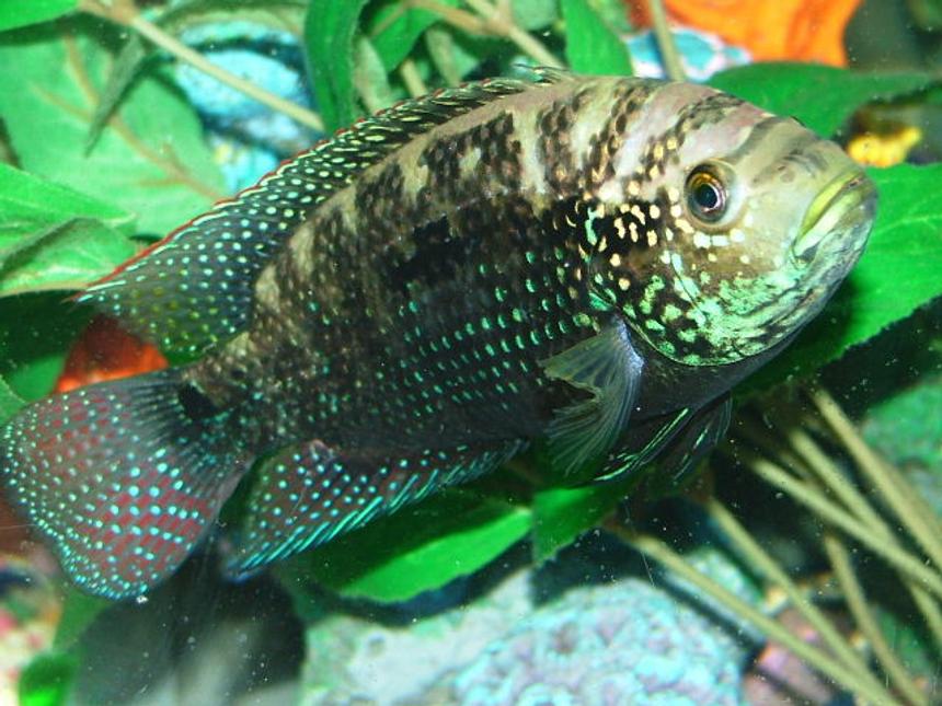Rated #9: Freshwater Fish - Nandopsis Octofasciatum - Jack Dempsey Stocking In 80 Gallons Tank - My Jack Dempsey Named Numbs