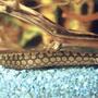 freshwater fish - mastacembelus armatus - tire track eel stocking in 80 gallons tank - tiretrackeel