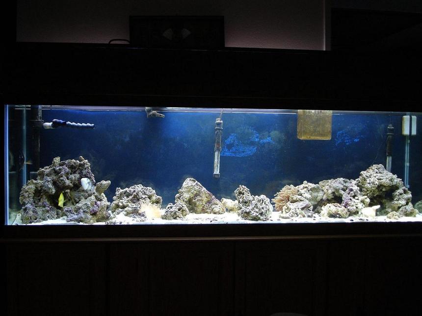 Rated #35: 125 Gallons Saltwater Fish Tank - 125 gal tank with 88 lbs of live rock, 90lbs live sand, 20 gal wet/dry filter, protien skimmer, 110 powerhead, and 4-50 watt compact flouresents.2 maroon clownfish, humu humu trigger, niger trigger, scopas tang, yellow tang, 1 long tenticle anemone, 1 rose anemone, and 200 snails.