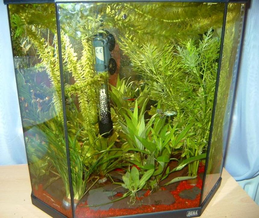 Rated #360: 10 Gallons Freshwater Fish Tank - freshwater tank