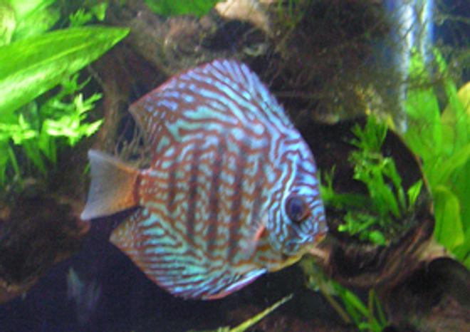 freshwater fish - symphysodon spp. - red turquoise discus stocking in 40 gallons tank - Red Turq Discus named Naina.  My three and half year old son named her.