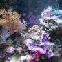 corals inverts - anthelia sp. - waving hand - blue stocking in 75 gallons tank - this is a picture of my 3 gal nano reef tank. it has been going for about 10 months. there is in this tank: 1 blue leg crab, 1 red leg, 1 electric blue crab. one emerald crab, 1 black turbo snail, 2 narcisuss snail... i cant spell, 5 random mushrooms, pulsating zenia, 1 electric flame scallop, polyp rock, peprmint shrimp, yellow clown goby, and an aboundance of algae.