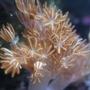 corals inverts - anthelia sp. - waving hand - blue stocking in 75 gallons tank - pulsating zenia