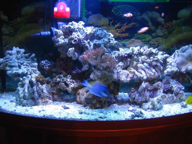 46 gallons reef tank (mostly live coral and fish) - My first pics