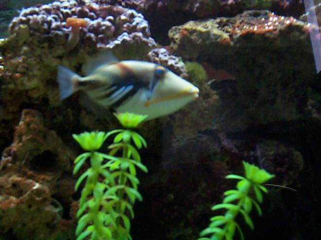 saltwater fish - rhinecanthus aculeatus - humu picasso triggerfish stocking in 90 gallons tank - huma