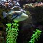saltwater fish - rhinecanthus aculeatus - humu picasso triggerfish stocking in 90 gallons tank - huma