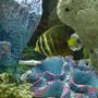saltwater fish - zebrasoma veliferum - sailfin tang stocking in 29 gallons tank - Sailfin Tang (Pacific) (FAVORITE) I named him Bumble updating soon