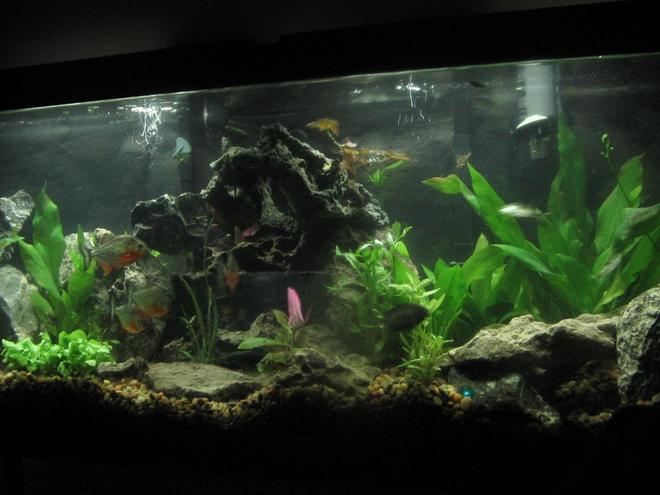 2 gallons planted tank (mostly live plants and fish) - my plantedpirhana community tank