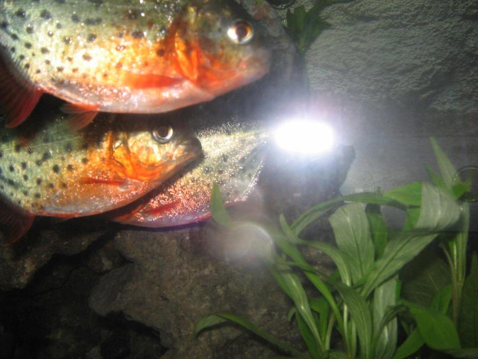 freshwater fish - pygocentrus nattereri - redbellied pirhana stocking in 2 gallons tank - hunting pirhanas