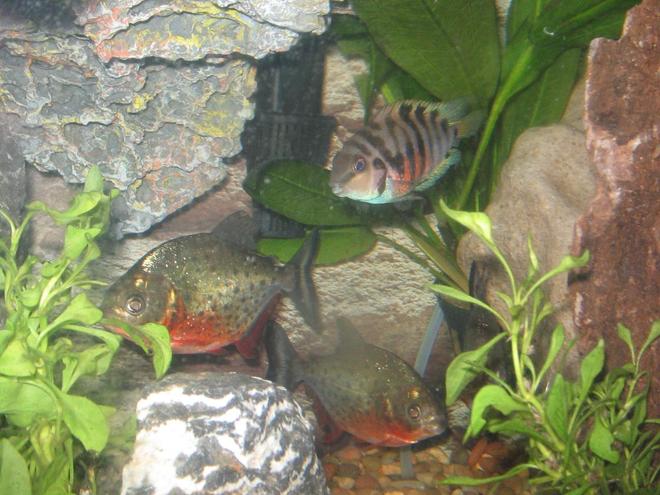freshwater fish - pygocentrus nattereri - redbellied pirhana stocking in 2 gallons tank - pirhanas and convicts living in harmony