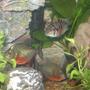 freshwater fish - pygocentrus nattereri - redbellied pirhana stocking in 2 gallons tank - pirhanas and convicts living in harmony