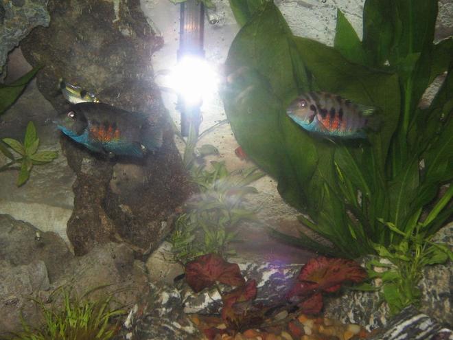 freshwater fish - archocentrus nigrofasciatus - convict cichlid stocking in 2 gallons tank - my convicts and an exodon