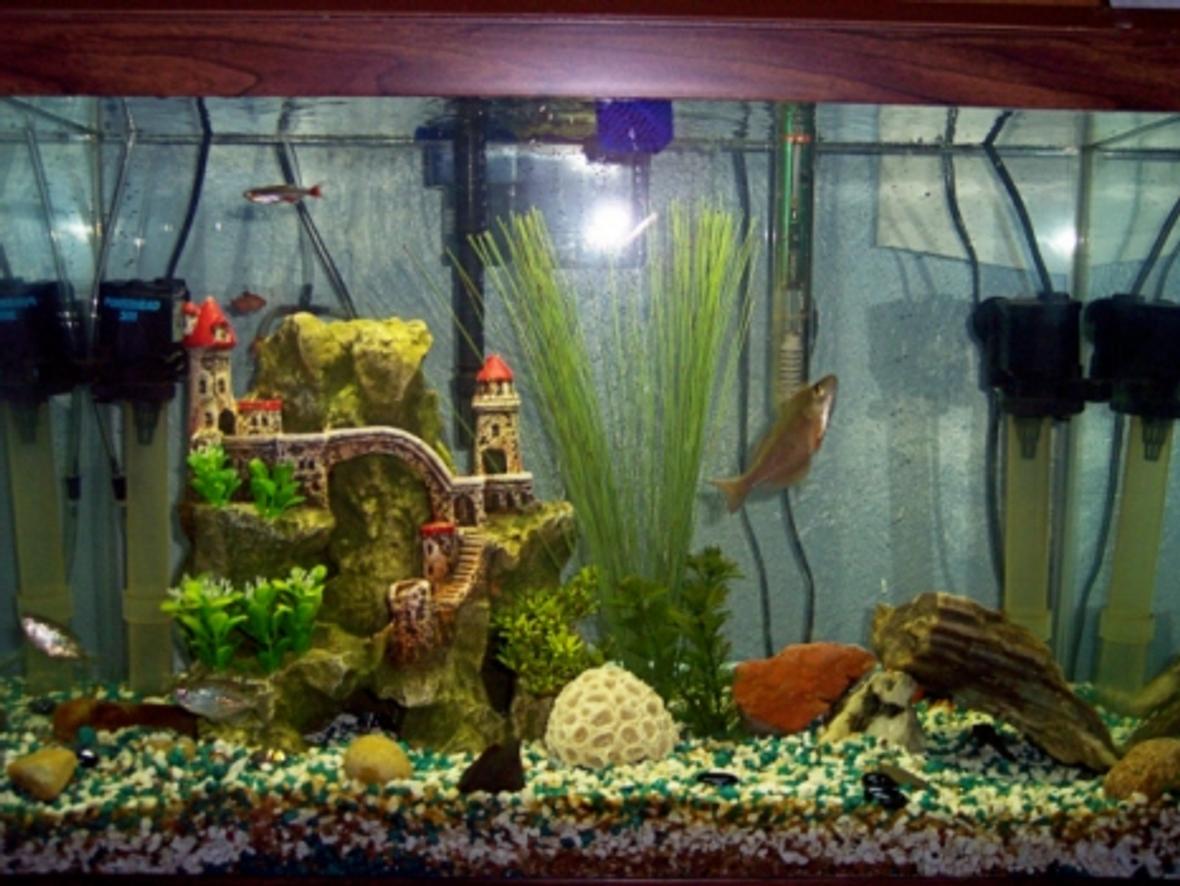 20 gallons freshwater fish tank (mostly fish and non-living decorations) - My 20 Gal. H Fish Tank With 14 Fish!!!