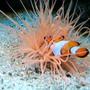 corals inverts - cerianthus membranacea - tube anemone stocking in 120 gallons tank - NO NEMMOOOO !!!!