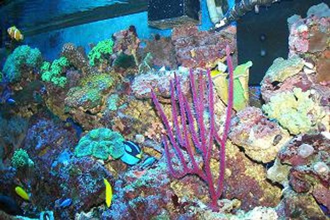 corals inverts - muriceopsis flavida - purple brush gorgonian stocking in 120 gallons tank - PURPLE GORGONIA