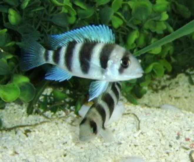 freshwater fish - cyphotilapia frontosa - frontosa cichlid stocking in 120 gallons tank - Young Frontosa