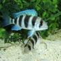 freshwater fish - cyphotilapia frontosa - frontosa cichlid stocking in 120 gallons tank - Young Frontosa