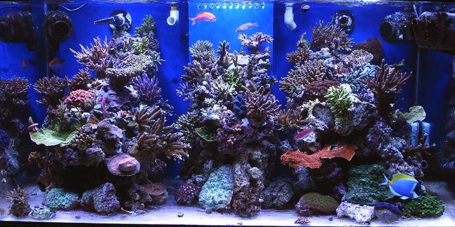 120 gallons reef tank (mostly live coral and fish) - new aquascaping tank 1 year old now