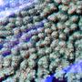 corals inverts - acropora clathrata - green & purple table acropora coral stocking in 120 gallons tank - table coral