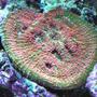 corals inverts - echinophyllia sp. - watermelon echinophyllia stocking in 120 gallons tank - Echno