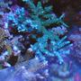 corals inverts - acropora sp. - acropora coral, blue stocking in 120 gallons tank - Blue acropora stag