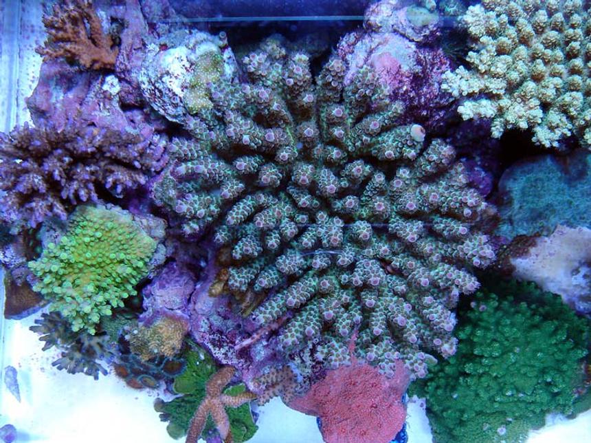 Rated #18: Corals Inverts - Acropora Clathrata - Green & Purple Table Acropora Coral Stocking In 120 Gallons Tank - Table like acro