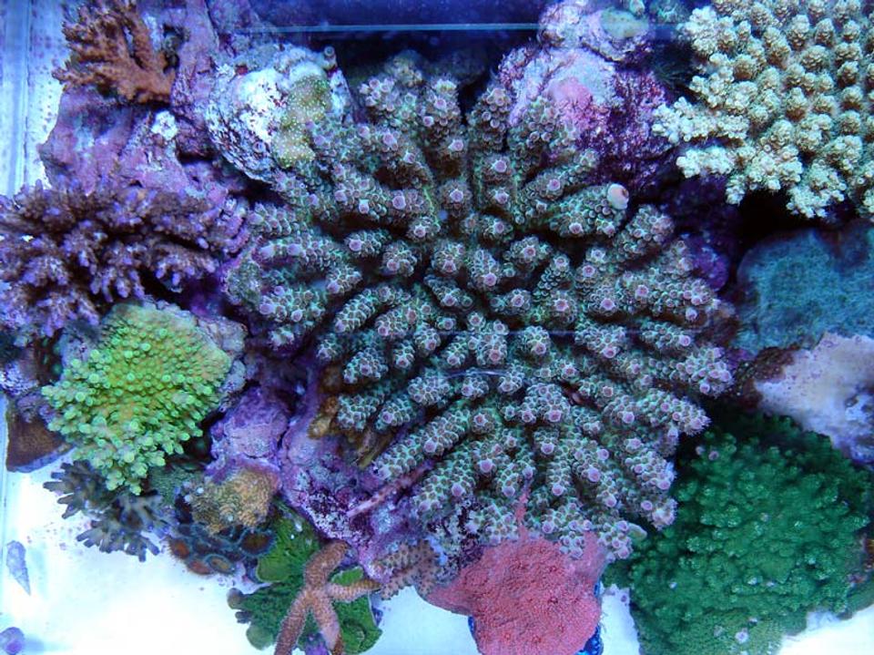 corals inverts - acropora clathrata - green & purple table acropora coral stocking in 120 gallons tank - Table like acro