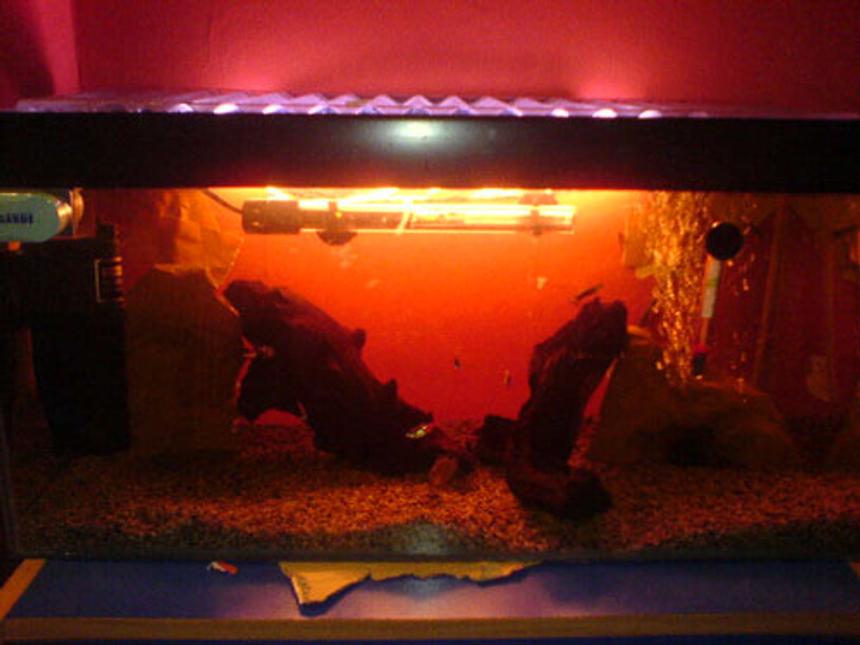 Rated #427: 14 Gallons Freshwater Fish Tank - -14g tank. Containing 5 small neon tetras, 2 male guppys, 2 kulhi loaches, 2 amano shrimp, 1 bristlenose pleco, 1 dwarf gourami (female) and 1 bamboo shrimp. Decor: 2 large pieces of Bog wood, java moss, fine gravel and 2 rocks.