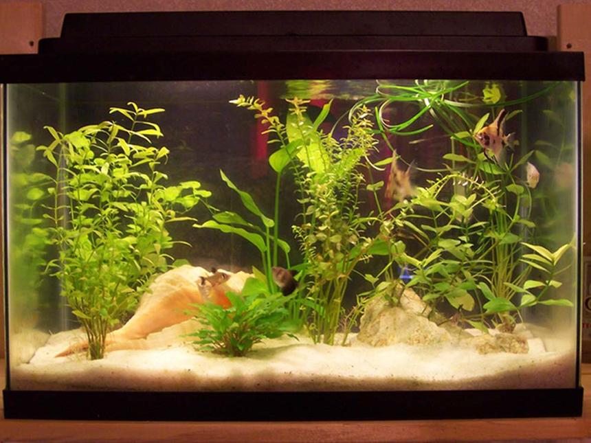 Rated #153: 10 Gallons Planted Tank - one month old