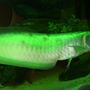 freshwater fish - osteoglossum bicirrhosum - silver arowana stocking in 120 gallons tank - ma pride & joy. bad boy 2ft silver arowana, couldnt afford a green wan so put in a green light