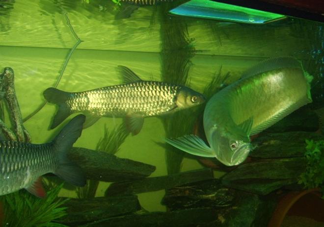 freshwater fish - osteoglossum bicirrhosum - silver arowana stocking in 120 gallons tank - ma 17" cigar barbs, 2ft silver arowana