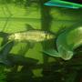 freshwater fish - osteoglossum bicirrhosum - silver arowana stocking in 120 gallons tank - ma 17" cigar barbs, 2ft silver arowana
