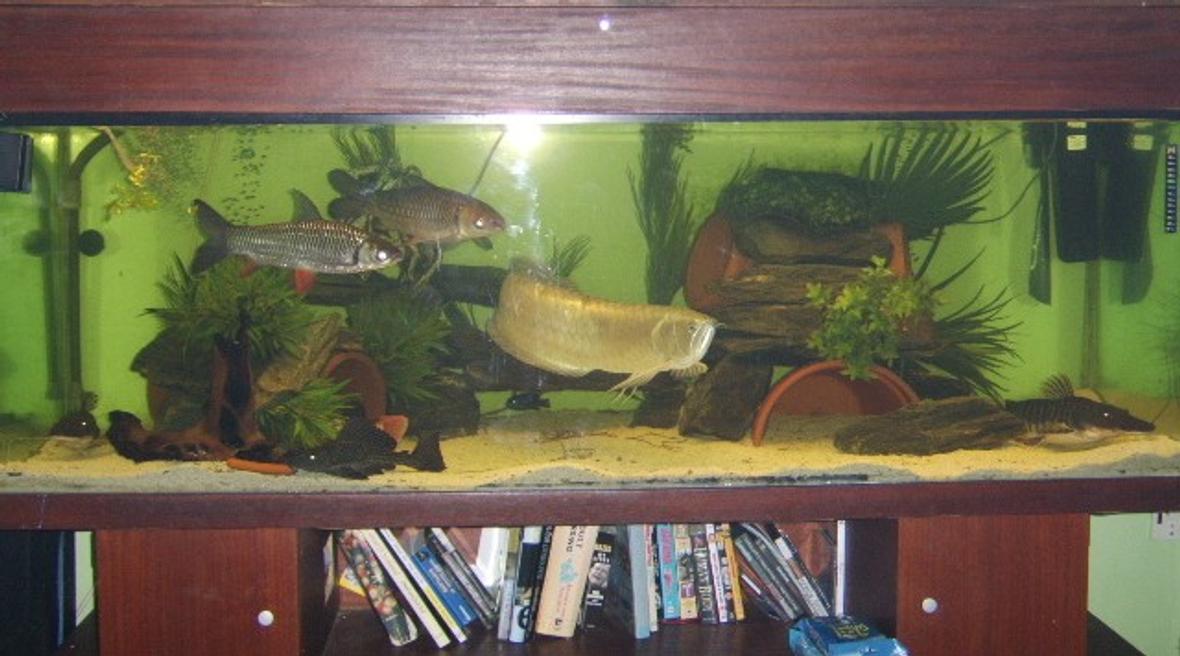 120 gallons freshwater fish tank (mostly fish and non-living decorations) - 6' 2' 2', 2ft silver arowana, 2x17" cigar barbs, 2x19" tiger shovelnoses, red tail catfish tail hangin oot left hand side.