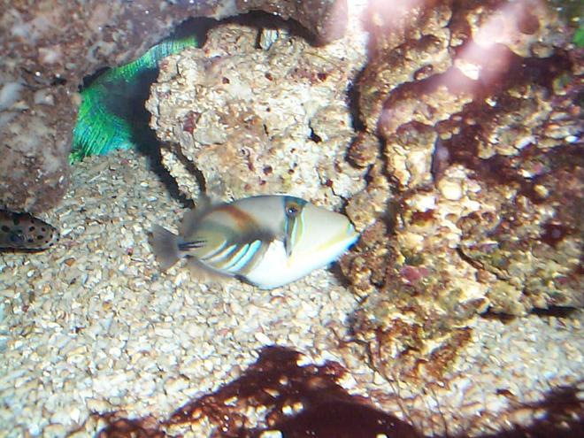 saltwater fish - rhinecanthus aculeatus - humu picasso triggerfish stocking in 90 gallons tank - triggers