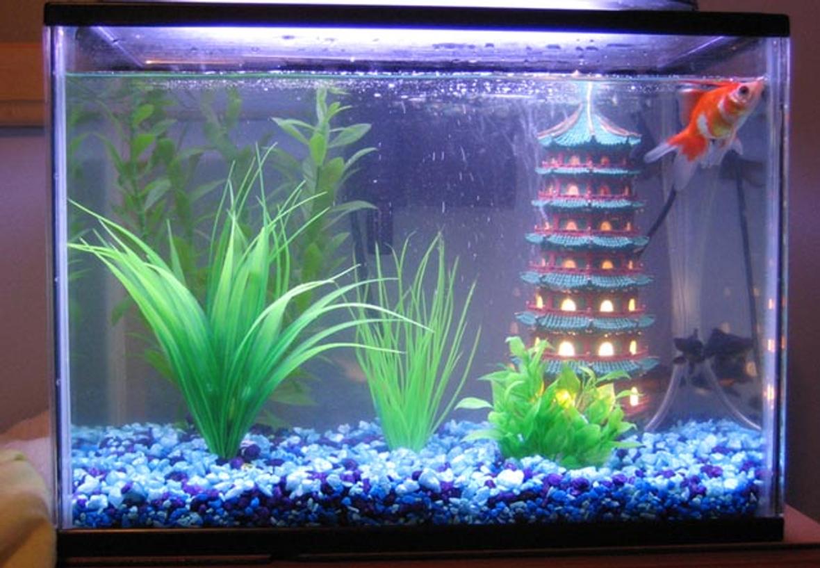 15 gallons freshwater fish tank (mostly fish and non-living decorations) - My fishie tank